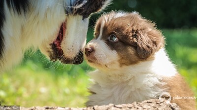 chiot vs chien