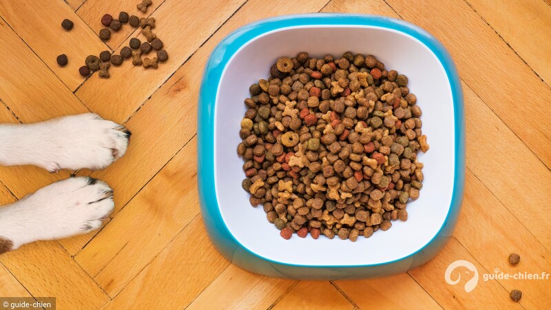 chien nutrition
