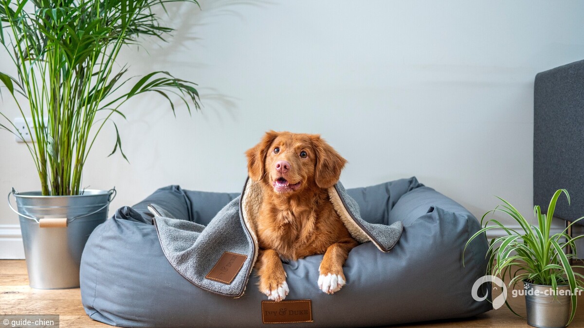 chien achat arrivée