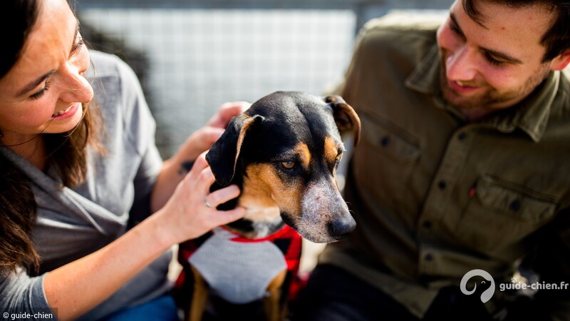 Adoption chien maison